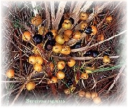 Saw palmetto fruit extract