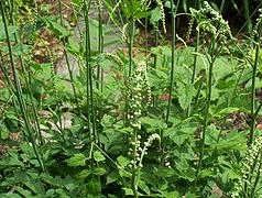 Black cohosh extract