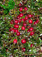 Cranberry Extract(Anthocyanidins Anthocyanin25%)