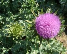 Milk Thistle Extract /Silymarin