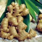 Ginger rhizome powder/extract