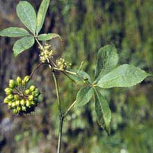 Siberian Ginseng P.E.