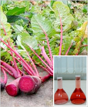 Radish Red Color