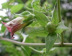 Atropa Belladonna Extract