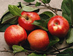 Apple extract