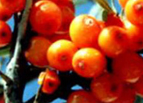 Seabuckthorn flavonoids(10%)