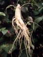 Ginseng root extract