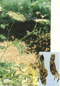 Angelica Root extract