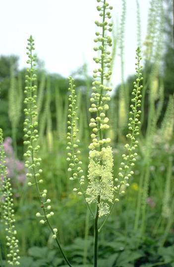 Black cohosh P.E.