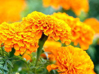 Marigold Oleoresin Oil Soluble