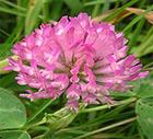 Red clover extract