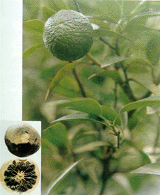 Citrus Aurantium Extract