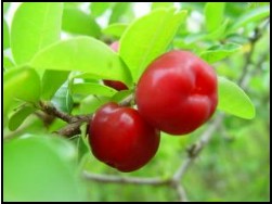 Acerola cherry extract