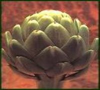 Artichoke extract