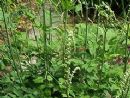 Black cohosh extract