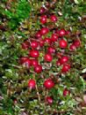 Cranberry Extract(Anthocyanidins Anthocyanin25%)