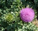 Milk Thistle Extract /Silymarin