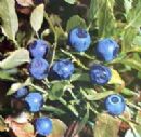 Bilberry extract