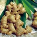 Ginger rhizome powder/extract