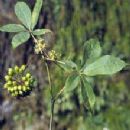 Siberian Ginseng P.E.