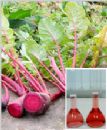 Radish Red Color