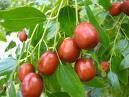 Jujube seed extract/jujube extract