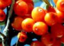 Seabuckthorn flavonoids(10%)