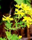 St. John’s wort herb extract