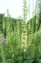 Black cohosh P.E.