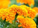 Marigold Oleoresin Oil Soluble