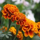 Marigold P.E.(Lutein 5%-90%)