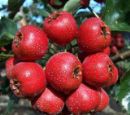 Hawthorn Berry P.E