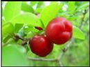 Acerola cherry extract