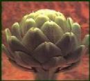 Artichoke extract